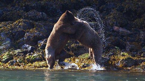 Grizzly Bear's Epic Fight Over Mating Rights (Full Fight) | World Wild Web