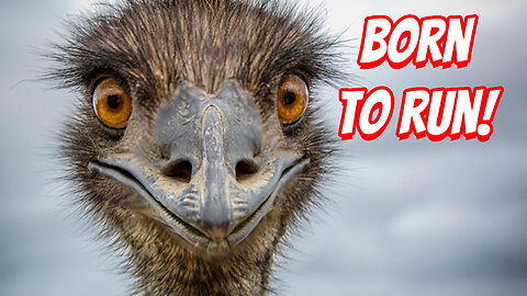 How Deadly Are Emus!