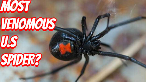 How Deadly Is The Black Widow Spider!