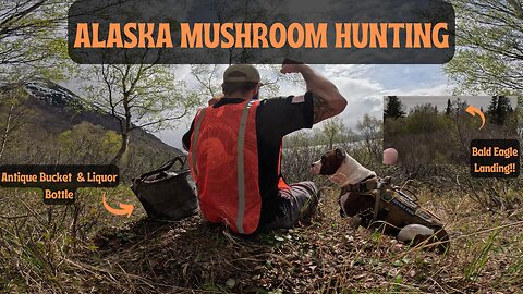 Bald Eagle While Mushroom hunting Alaska