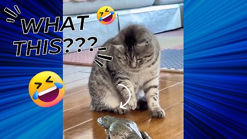 🔥 Most Viral Cats of the Internet! 🐾 FUNNIEST Videos Ever! Compilation #1