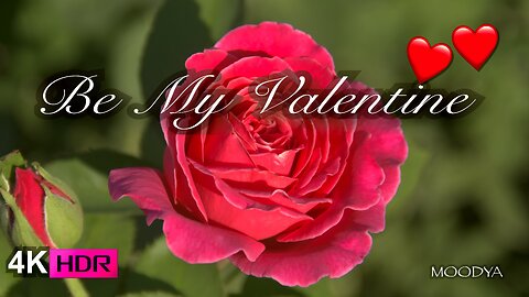 Valentine's Love Song Roses in 4K HDR Colors with Romantic Latin Vibes Music - Love In The Air