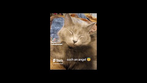 MY CAT IS AN ANGEL... WHEN SHE'S SLEEPING @vermontredpill #cats #catshorts #catlover #catvideos