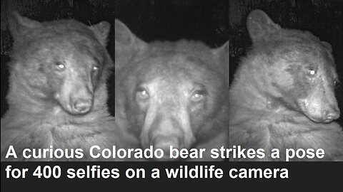 A curious Colorado bear strikes a pose for 400 selfies on a wildlife camera
