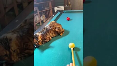 Bengal Cat Pool Referee from TikTok #shorts Viral Funny Cat Videos Cute