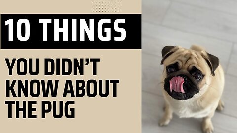 10 Things You Didn’t Know About the Pug.