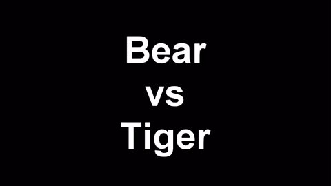 bear 🆚 tiger 🐅 fight please like share comment and subscribe this channel