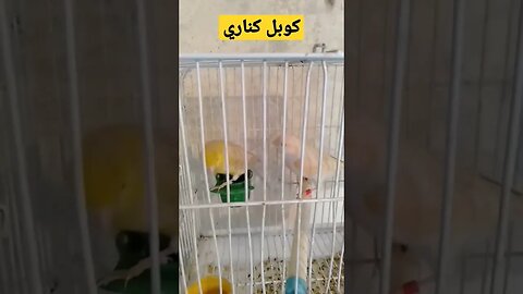 مسابقة أحسن كوبل كناري روعة