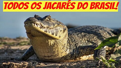 Todos os Jacarés do Brasil!