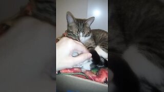Sleepy Cat Moves His Tail