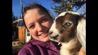 Baby Goats: From Labour and Birth to Super Cute Playful Goat Babies