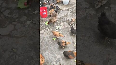 鸡爱吃菜叶