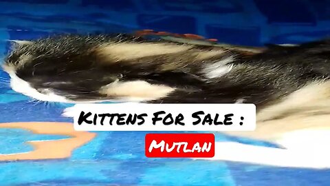 Persian Kittens For Sale : Location Multan #cats #cutecat #kittens #kittens #kittens #cat #persian