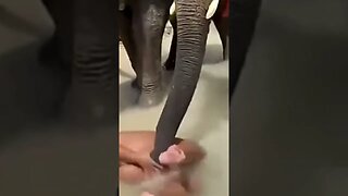 Baby Elephant Just Wants To Play 😭🤣