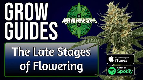 The Late Stage of Flowering | Grow Guides Episode 9