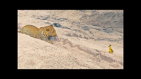 Innocent Baby Bird Walks up to Leopard - Crazy Ending