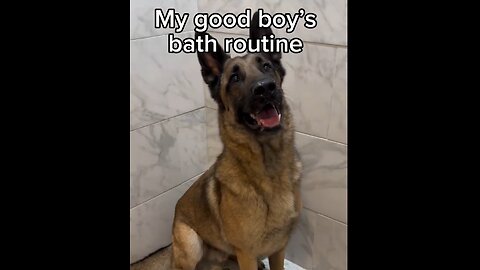 Dog Really Loves Bath & Grooming Time