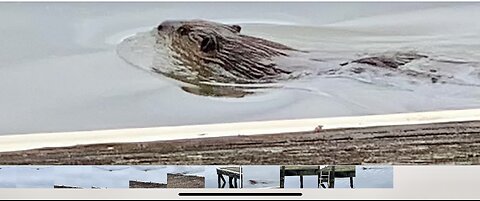 Friendly beaver swims under pier to say good morning!🦦