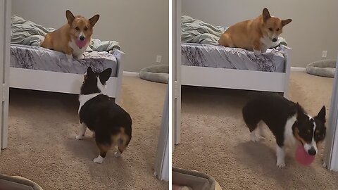 Corgis make an awesome team for playing fetch