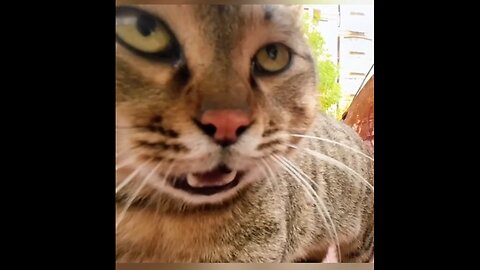 Funny Cats and GoPro