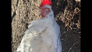 Dust bathing