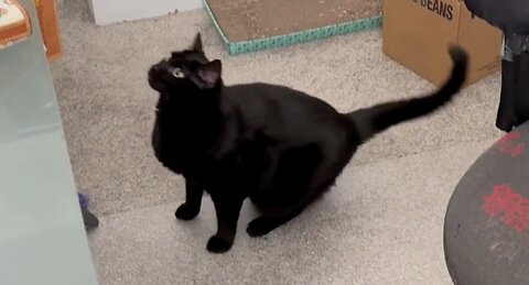 Adopting a Cat from a Shelter Vlog - Cute Precious Piper Practices for the Olympic High Jump