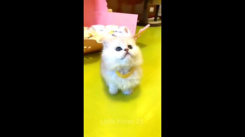 Cute kittens chipi Chipi chapa chapa (720p)