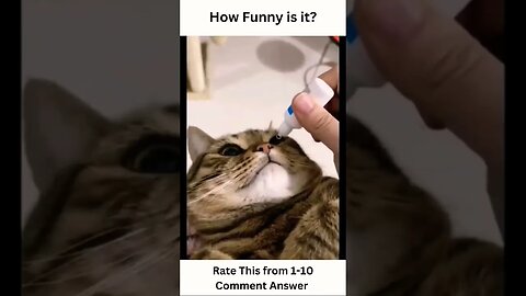 Purrfectly Hilarious: Funny Cat Compilation