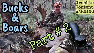 Bucks & Boars - Part 2 - Fallow Deer Rut Hunting Adventures 2021