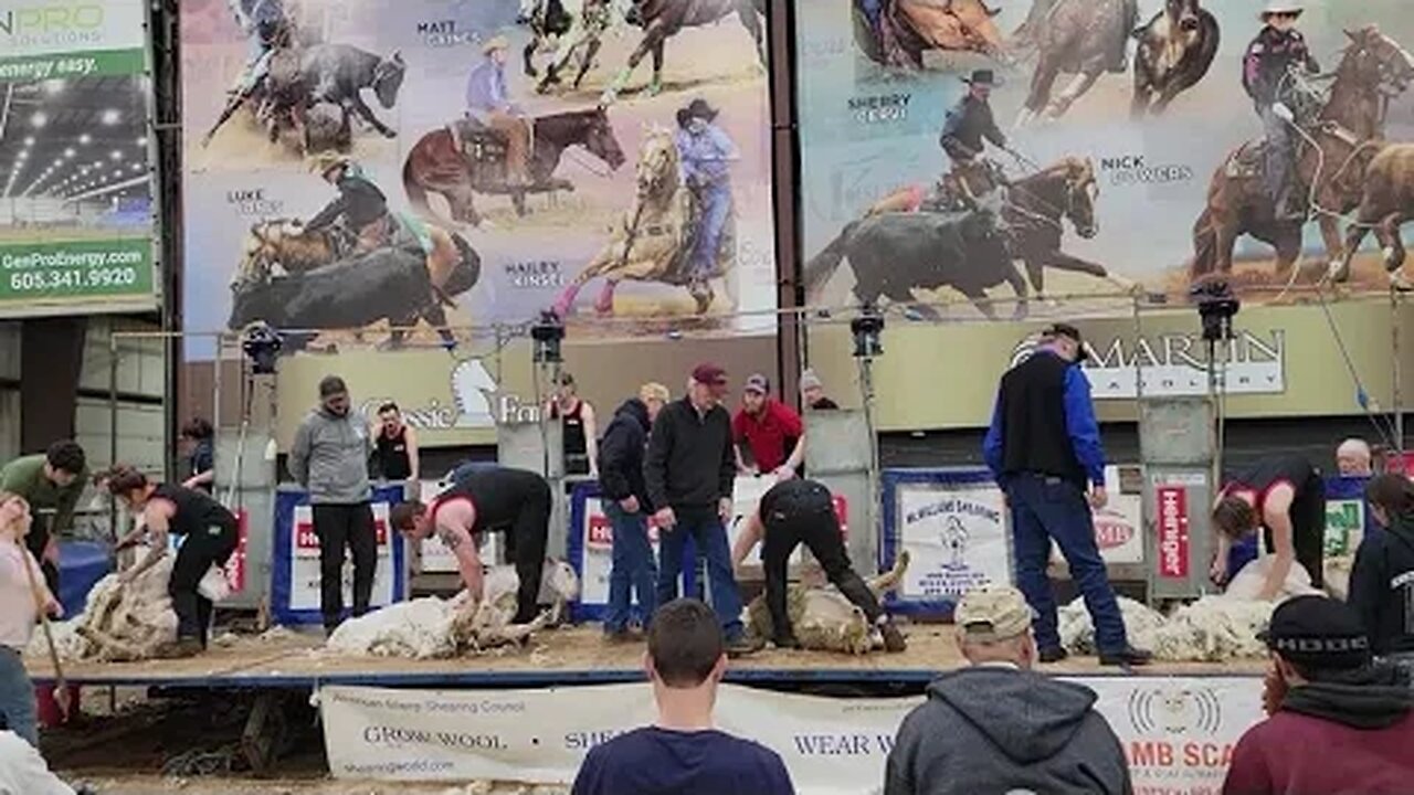 Black Hills Stock Show Rapid City National Sheep Shearing Competitions