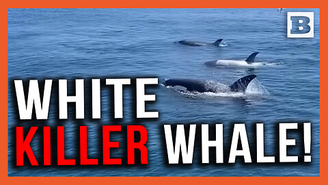 The Great White (Killer) Whale! "Frosty" the Rare White Orca Spotted off Cali Coast