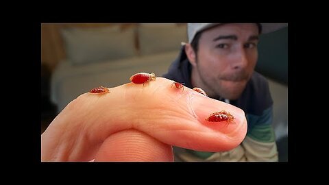 Bed Bugs- What You've Been Told is Totally False