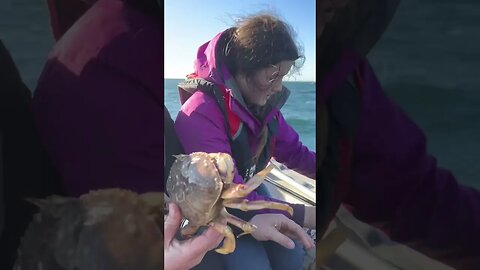 Dingy Crabbing the Pacific