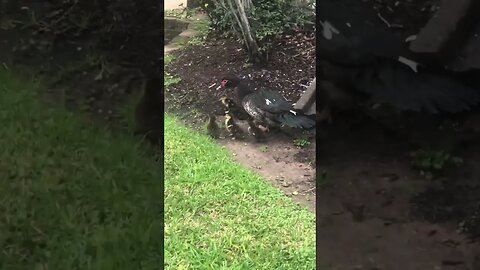 Muscovy ducklings 1