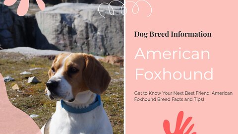Meet the Ultimate Hunter: The American Foxhound - Everything You Need to Know!