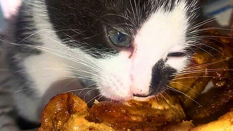 The Cat Eats Fried Chicken