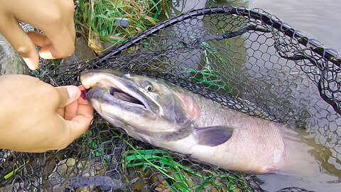 Twitching Jigs Works (Coho and Chum Salmon Fishing Vancouver, BC)