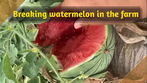Breaking the sweet and delicious watermelon by the farmer