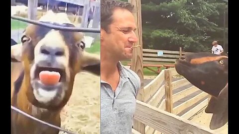 Goats Screaming Like Humans, Try Not to Laugh 🐐 😲 😀 😂 🤣