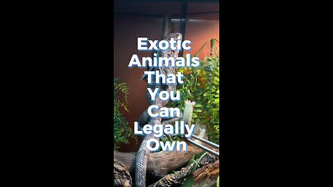 🐕Exotic animals ♥️that you can legally own ✨
