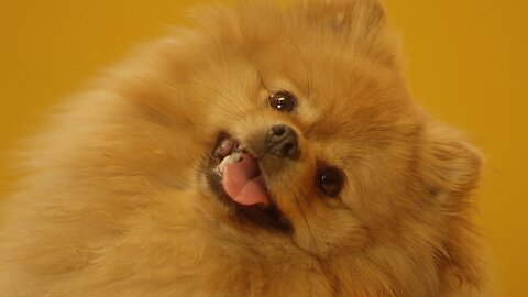 Close-Up View Of Cute Pomeranian Dog #cutedogs #doglovers
