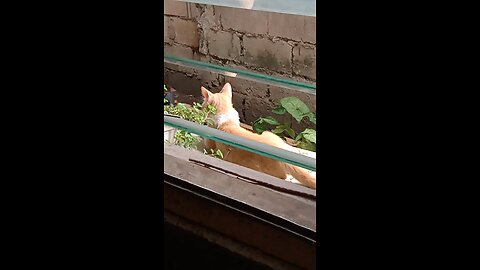 Beautiful Cat on the Window