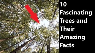 10 Fascinating Trees and Their Amazing Facts