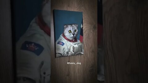 Cat is trying to remember since when he went to space 🤣😻 #cat