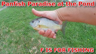 Panfish Paradise at the Pond
