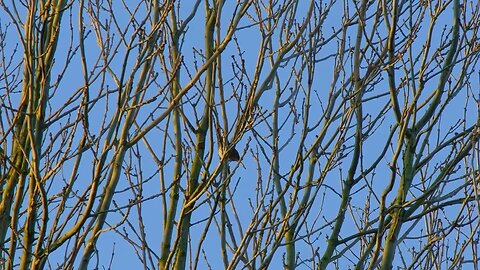 Song Thrush Singing - Ambience Sounds