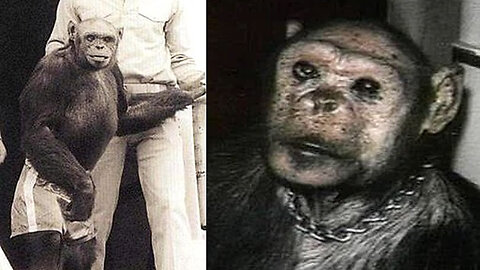 The True Story of Oliver the Humanzee 🐵❓👨🏼‍🦱