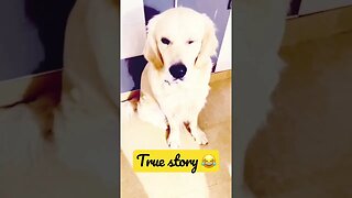 True story #goldenretriever #ytshorts #shorts