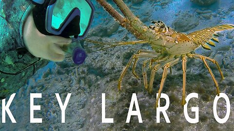 Snorkeling Florida Keys - John Pennekamp State Park