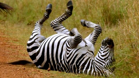 Herd of zebras rolls happily in the clay near African village